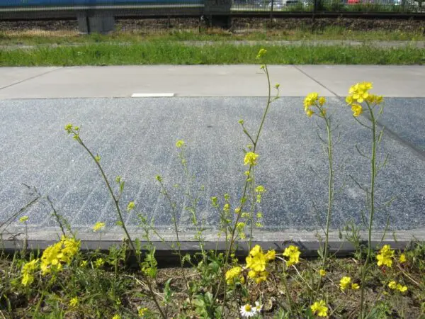 Solaroad - duurzame infra